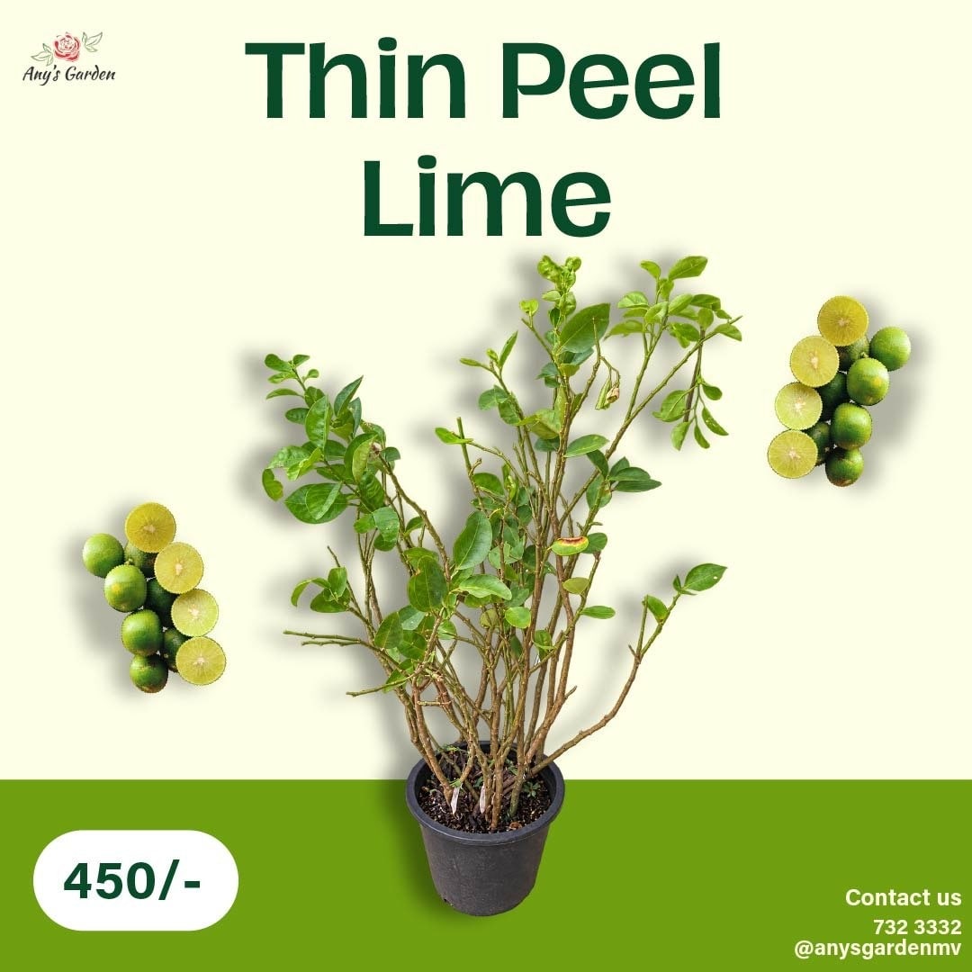 Lime - Thin Peel