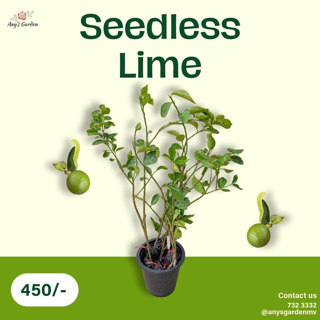 Lime - Seedless