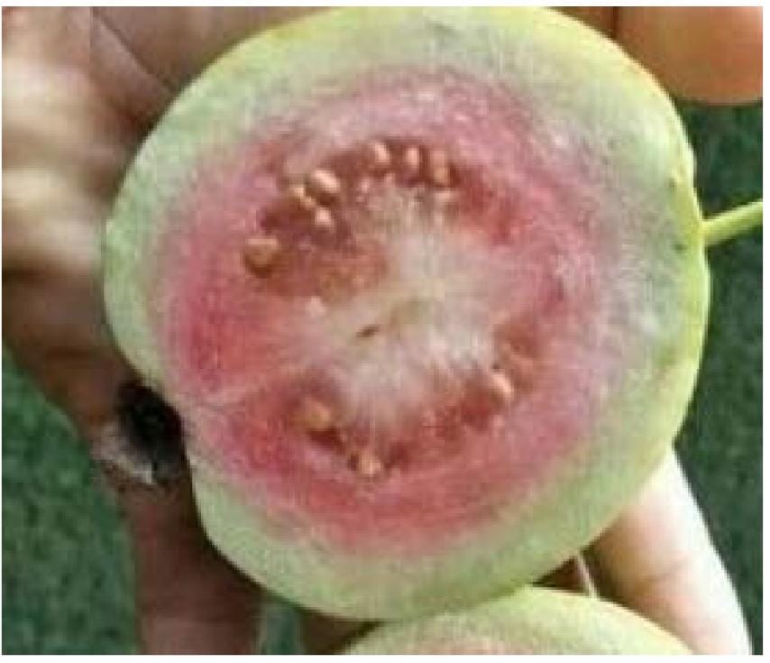 Guava - Thai Red