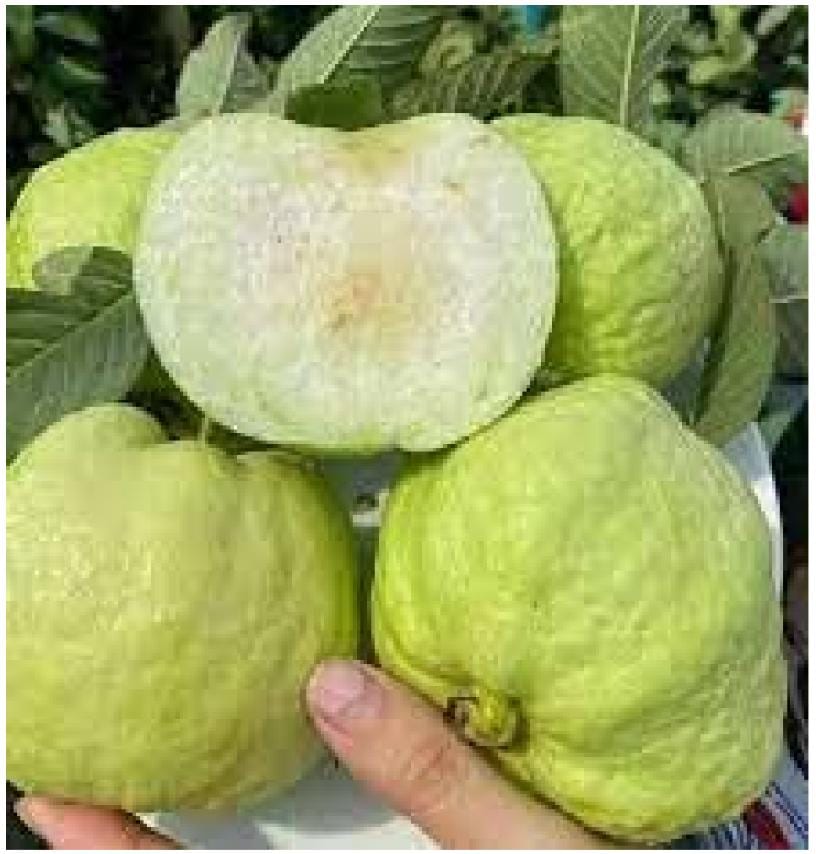 ސުއިމީ ޓައިވާން ހަނީ ފޭރު