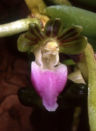 ޕެލަޓަންތޭރިއާ އިންސެކްޓިފޭރާ