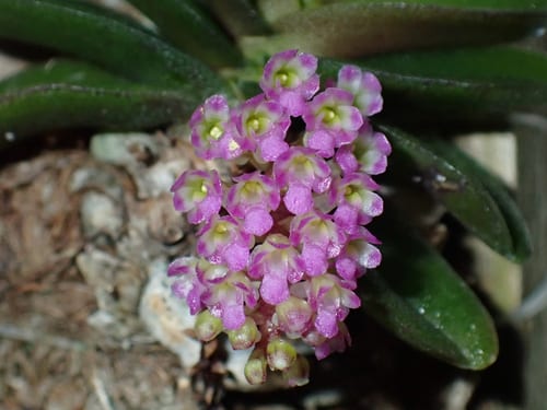 Schoenorchis Fragrans