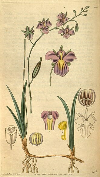 Tetramicra Canaliculata