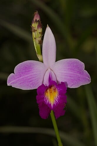 Arundina Graminifolia