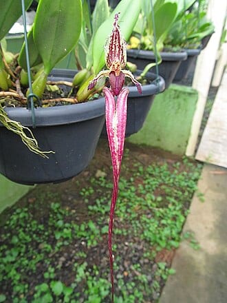 Bulbophyllum Fascinator