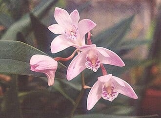 Dendrobium Orchid - Senile