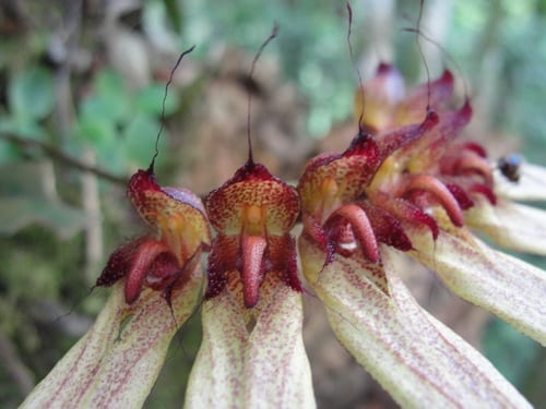 Bulbophyllum (Hybrids)