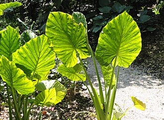 Alocasia
