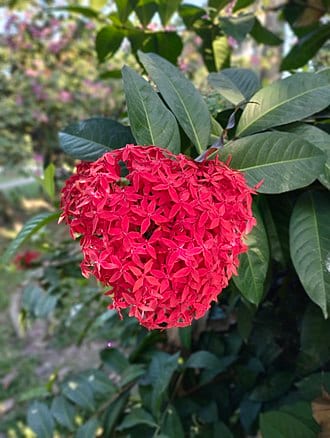 Ixora