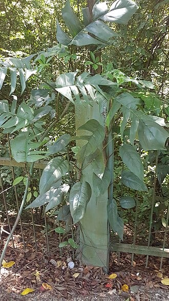 Epipremnum Pinnatum