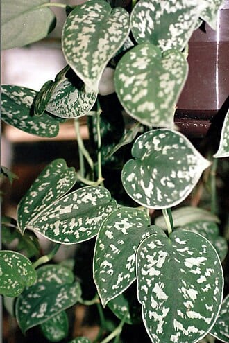 Scindapsus