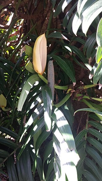 Rhaphidophora