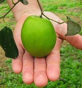 Jujube