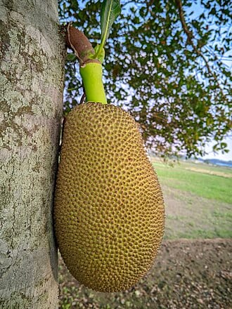 Jack Fruit