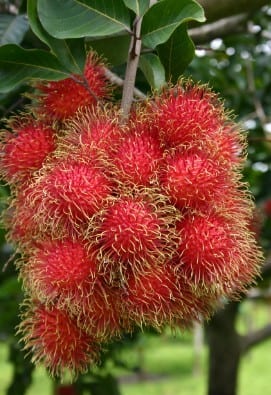 Rambutan