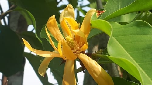 Michelia Champaca