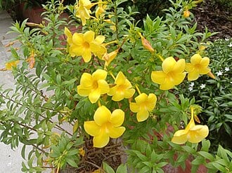 Allamanda Cathartica