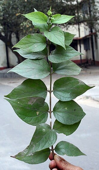 ނިކްޓަންތެސް