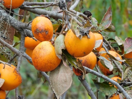 Diospyros Kaki.