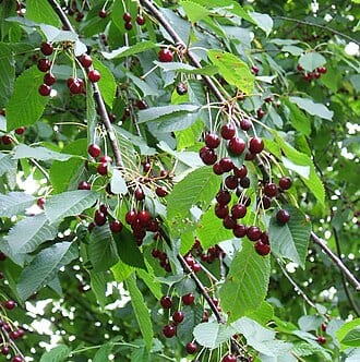 Cherry - Persica