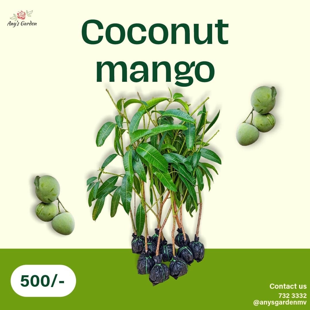 Mango - Coconut