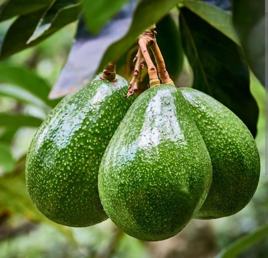 އެވޮކާޑޯ