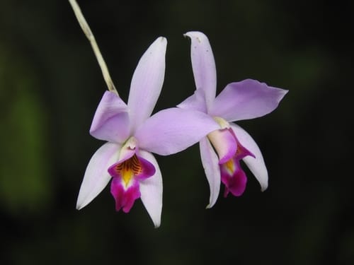 Mix Tolumnia