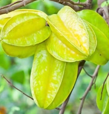 ގްރާފްޓް ފޮނި ކާމަރަނގަ