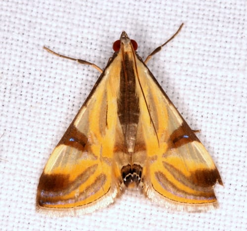 Tolumnia Dwarf