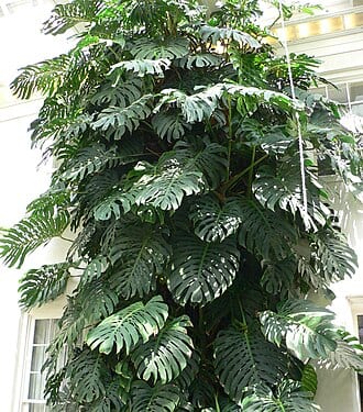 Monstera - Thai Constillation