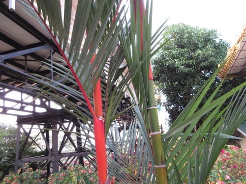 Red Wax Palm