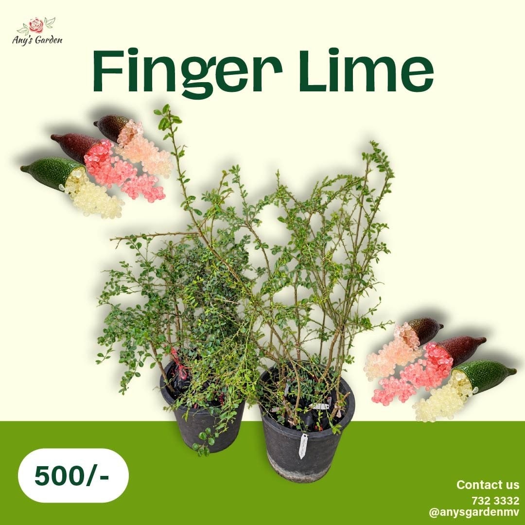 Lime - Finger