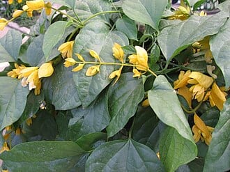 Petraeovitex (Nong Nooch Vine)
