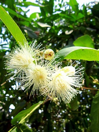 Rose Apple - Gree
