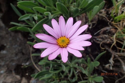 Daisy Pink