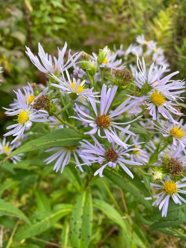 Daisy Purple