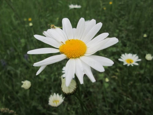Daisy White