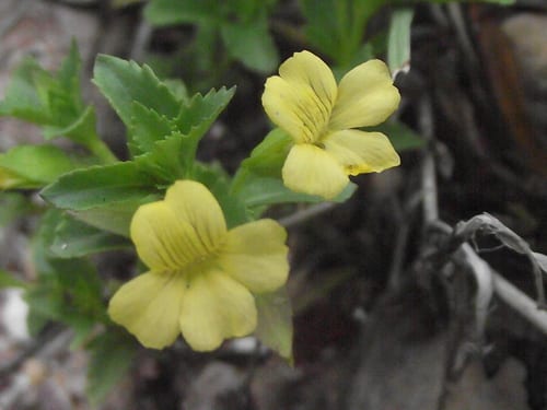 Mecardonia Yellow
