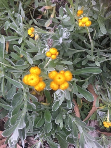 Button Yellow