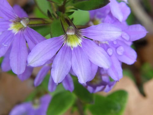 Scaevola Aemula