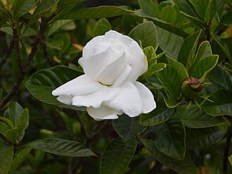 Gardenia