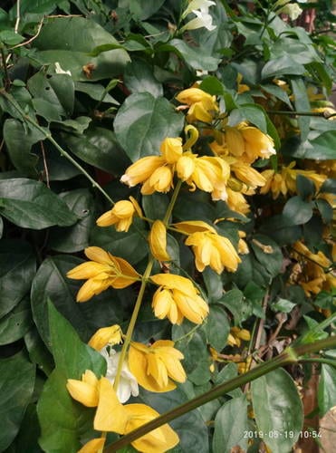 Petraeovitex Wolfei