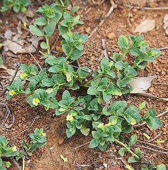 Mecardonia