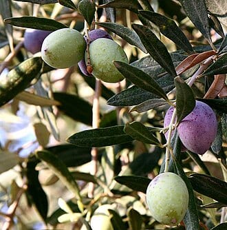 Olive Thai