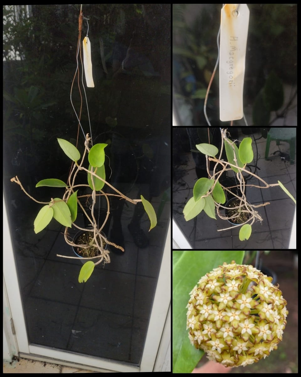 ހޮޔާ މެކްގްރެގޮރީ