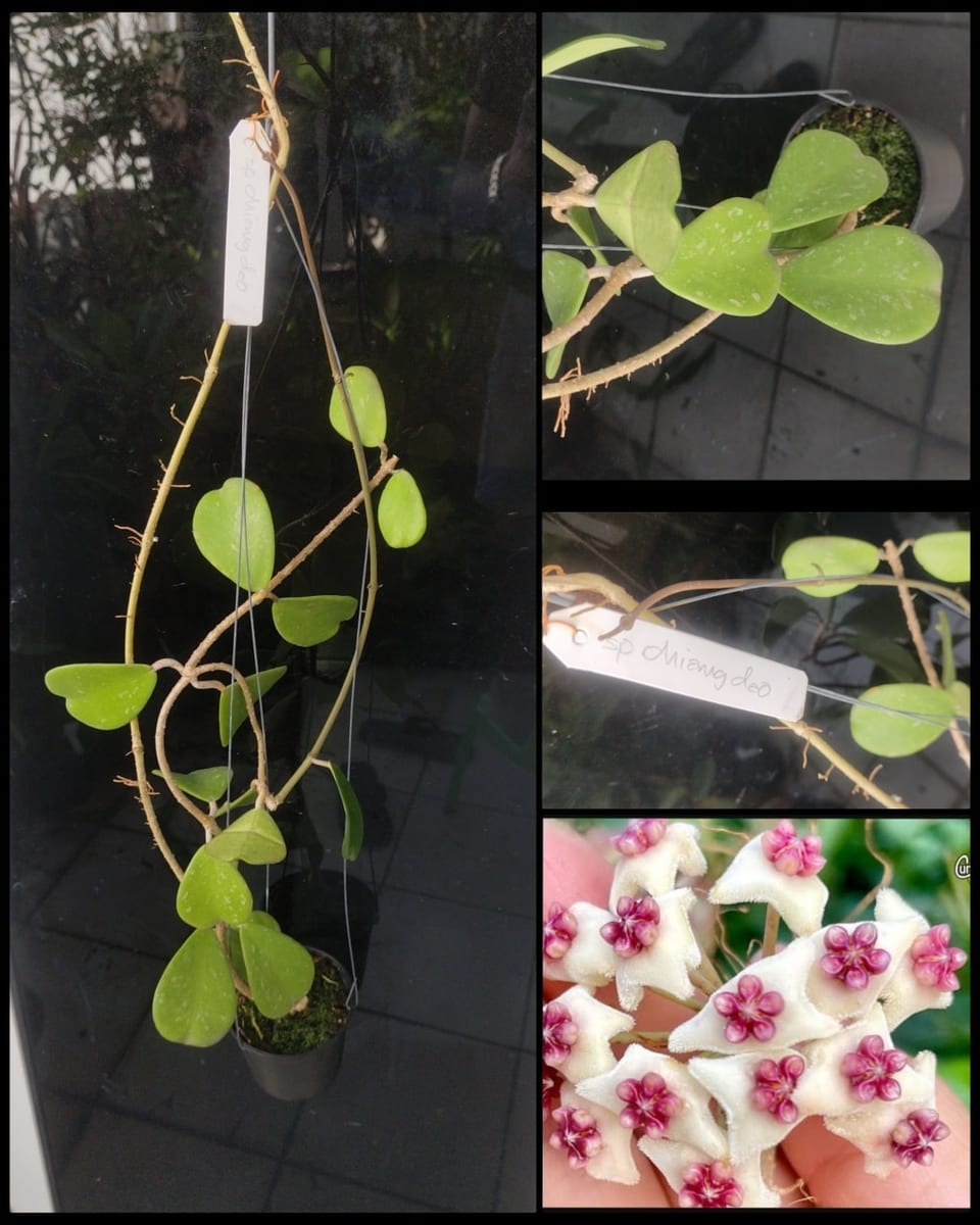 ހޮޔާ ޗިއާންގް-ޑާއޯ