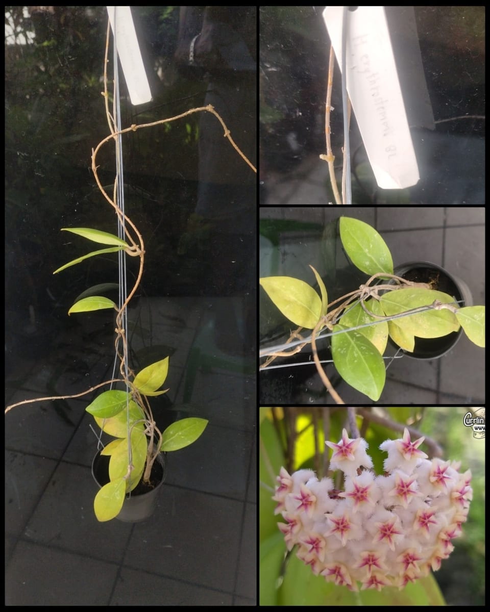 ހޮޔާ އެރީތްރޮސްޓެއްމާ-ބީ-އެލް