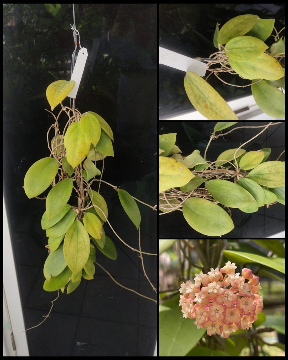 ހޮޔާ އޭ-އެފް-01-