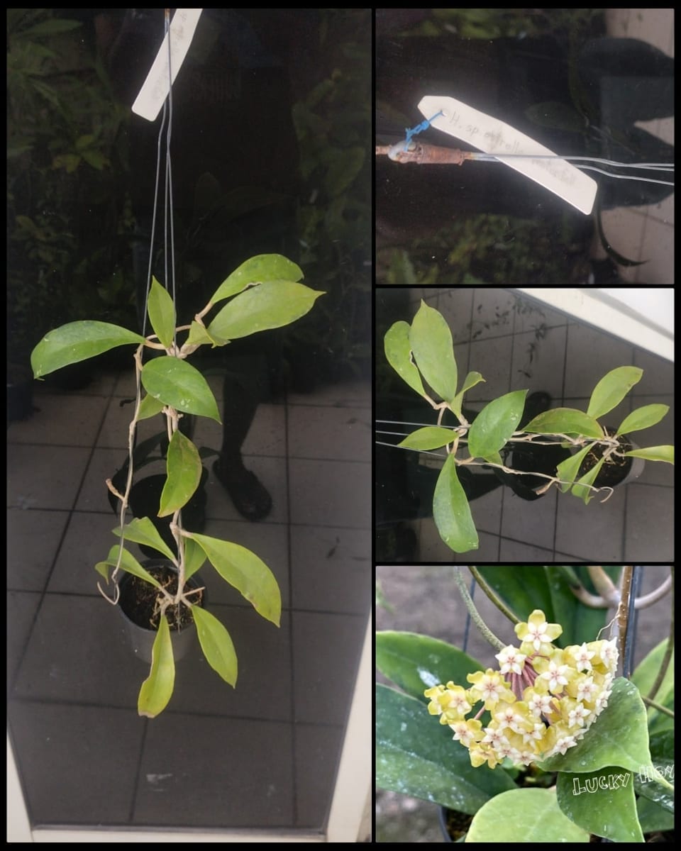 ހޮޔާ އެސްޓަރެއްލާ ވޯރޓަފޯލް