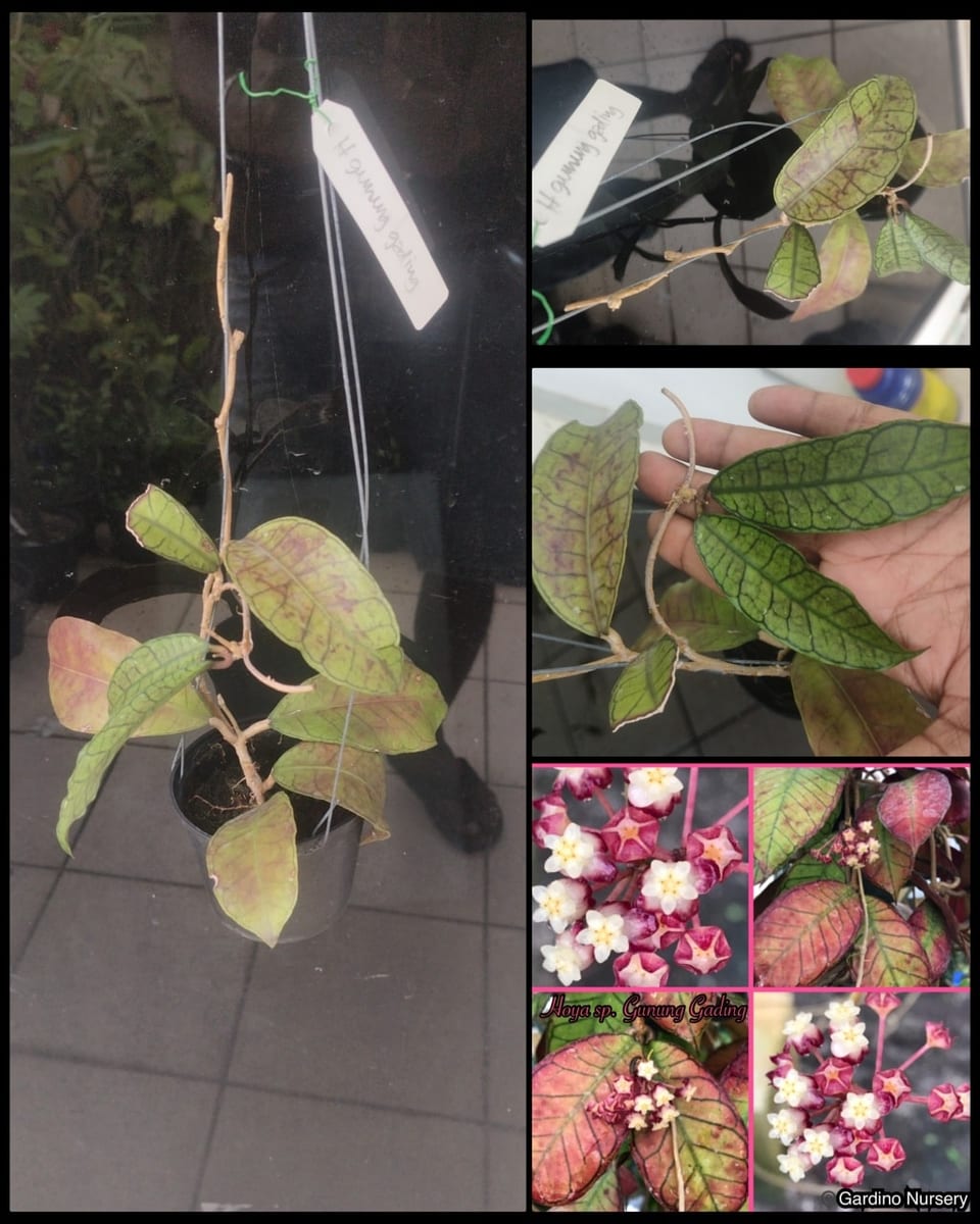 ހޮޔާ ގުނުންގް-ގަޑިންގް